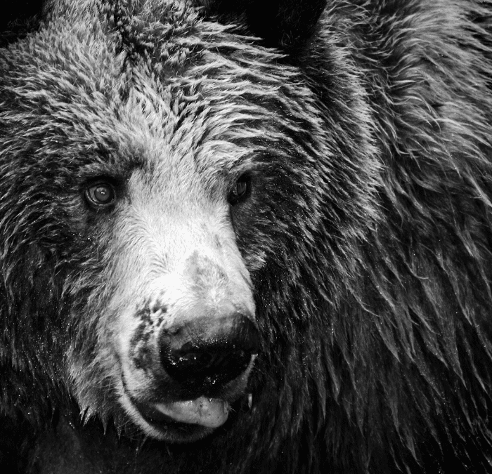Bear Markets, Sell Offs and Reflecting on Asset Allocation – April 2025